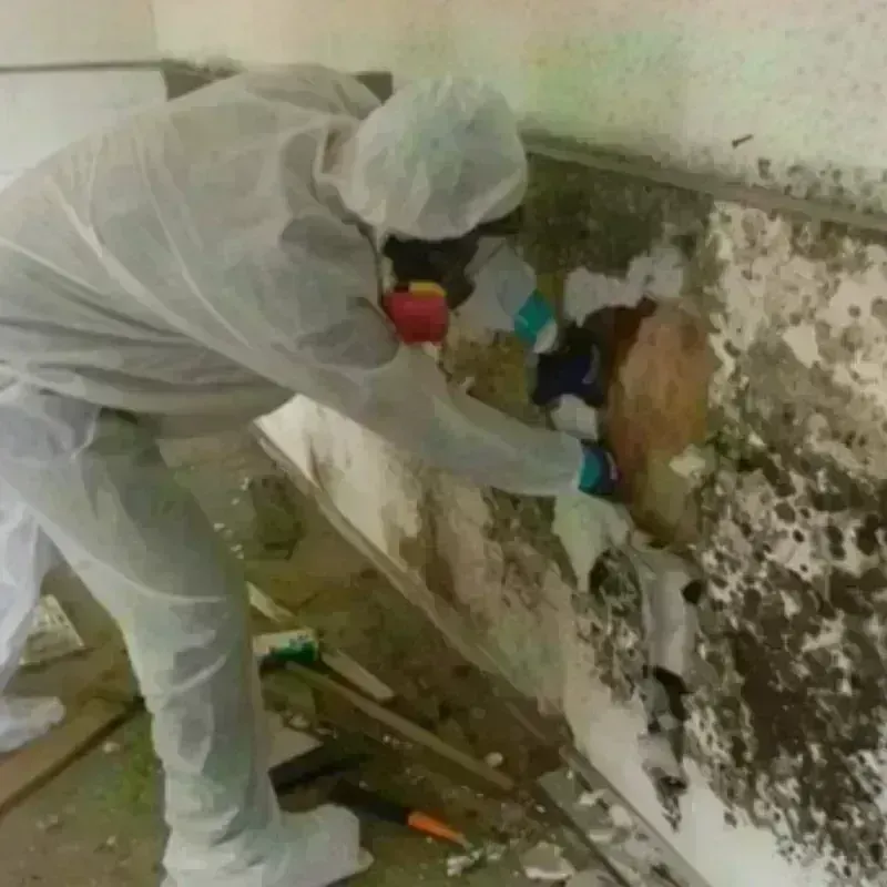 Mold Remediation and Removal in Salina, OK